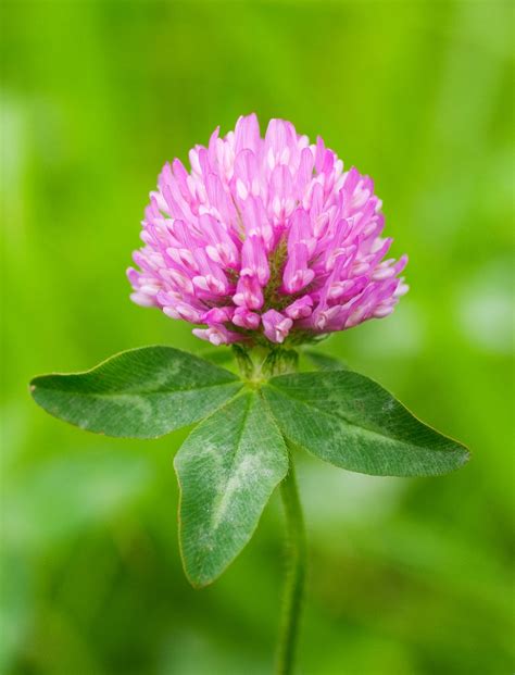 trifolium pratense.